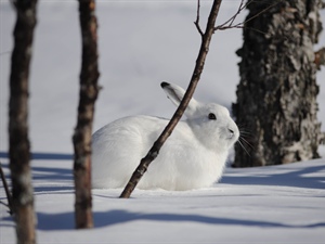 NKV Call for spring 2026 is open