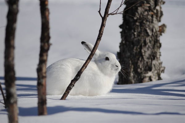 NKV Call for spring 2026 is open